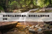 草坪用什么草种效果好，草坪用什么草种效果好呢